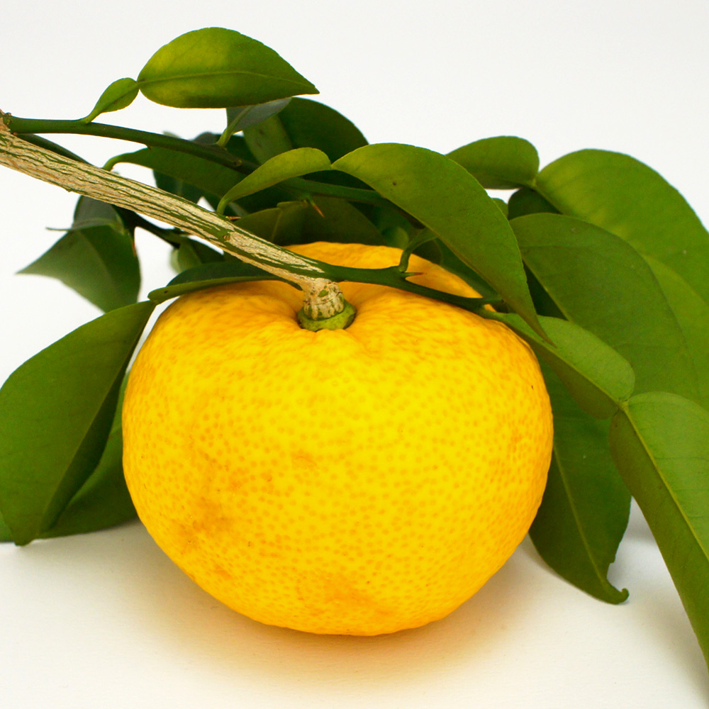 柚子の実のイメージ